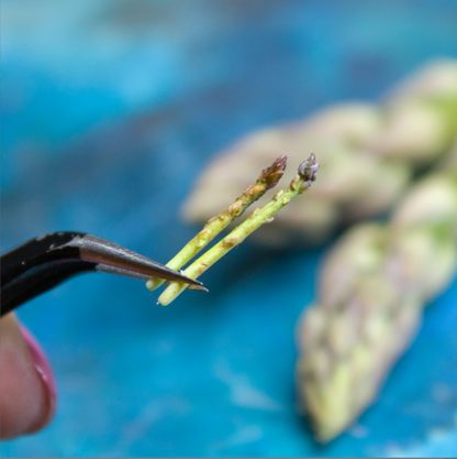 TUTORIAL Miniature asparagus with polymer clay